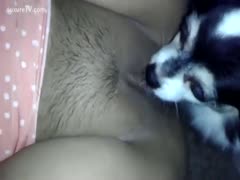 A dog licks the vaginal lips of a wench unshaven